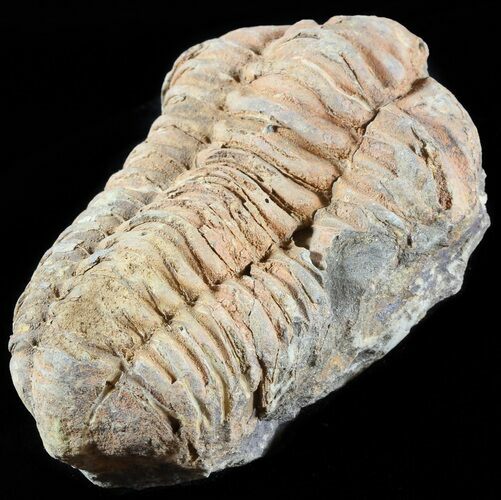 Calymene Trilobite From Morocco #49666